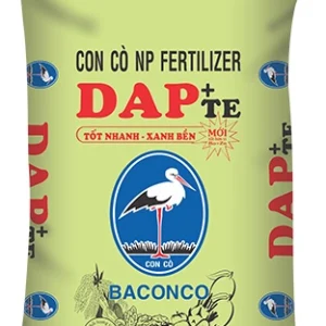 CON CÒ NP DAP+TE